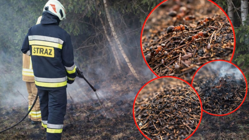 Pożar mrowiska w Bystrej Podhalańskiej. Strażacy zapobiegli większemu zagrożeniu